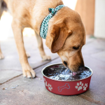 Dog Bowl Stainless Steel Dish - Image 5
